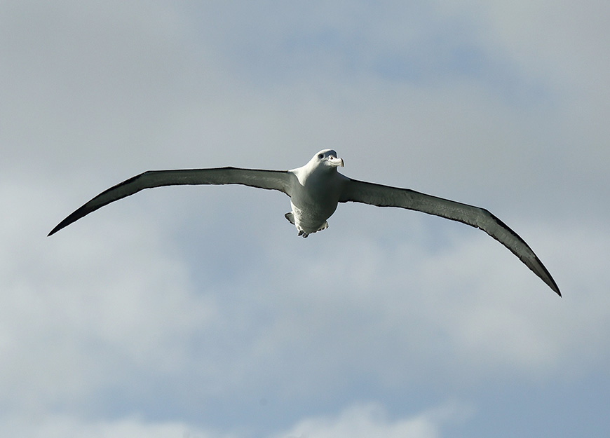 Albatross